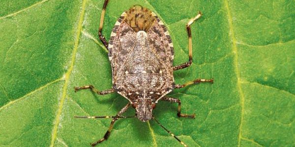 emergenza cimice